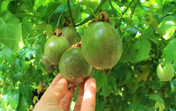 Foto - Ekeni resmen zengin ediyor! Bir dönüm araziden 200 bin TL kazanıyor