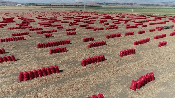 Foto - Ekim alanı genişledi! Fiyatı 6 TL'ye düştü