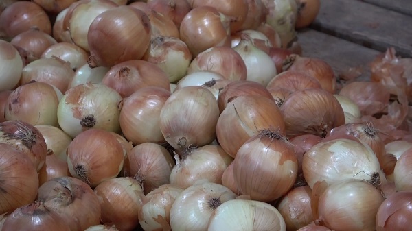 Foto - Ekim alanı genişledi! Fiyatı 6 TL'ye düştü