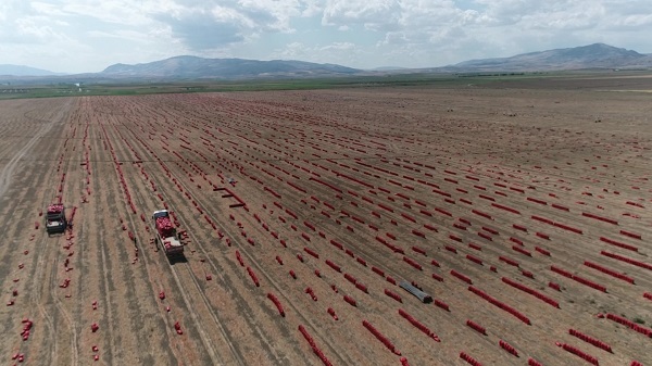 Foto - Ekim alanı genişledi! Fiyatı 6 TL'ye düştü