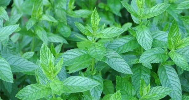 Foto - Ekim ayında bunları yerseniz...