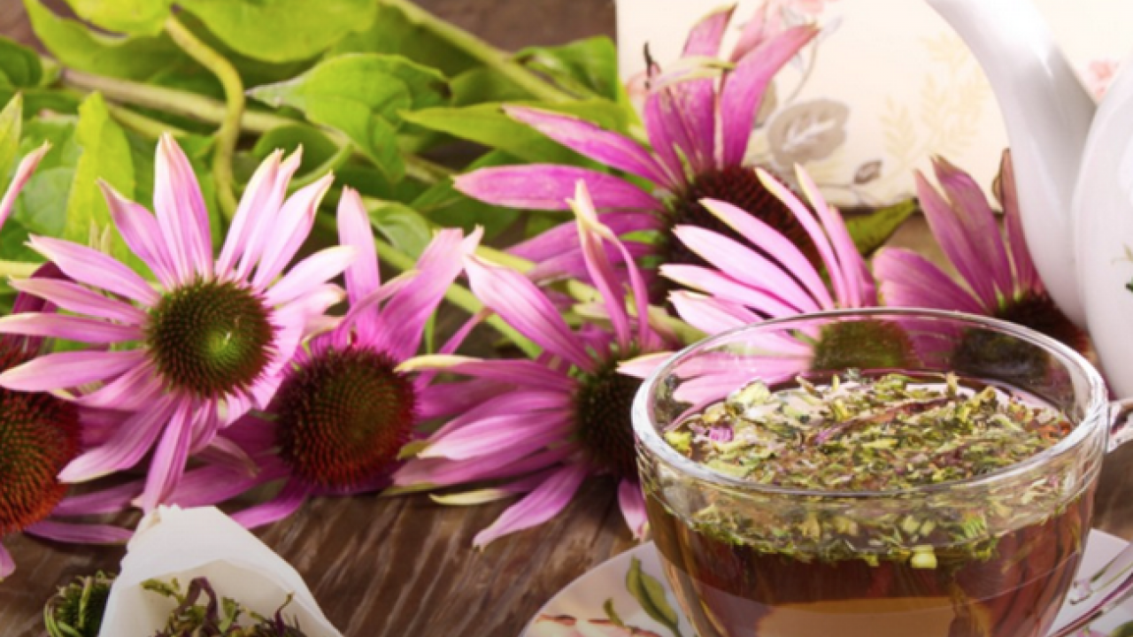 Ekinezya çayı çok fazla bilinmese de bu çay boğaz tahrişine limonlu çok ama çok iyi olur! 