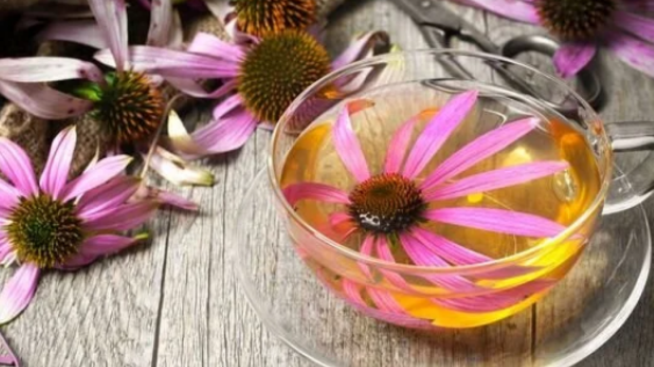 Foto - Ekinezya çayı çok fazla bilinmese de bu çay boğaz tahrişine limonlu çok ama çok iyi olur! 