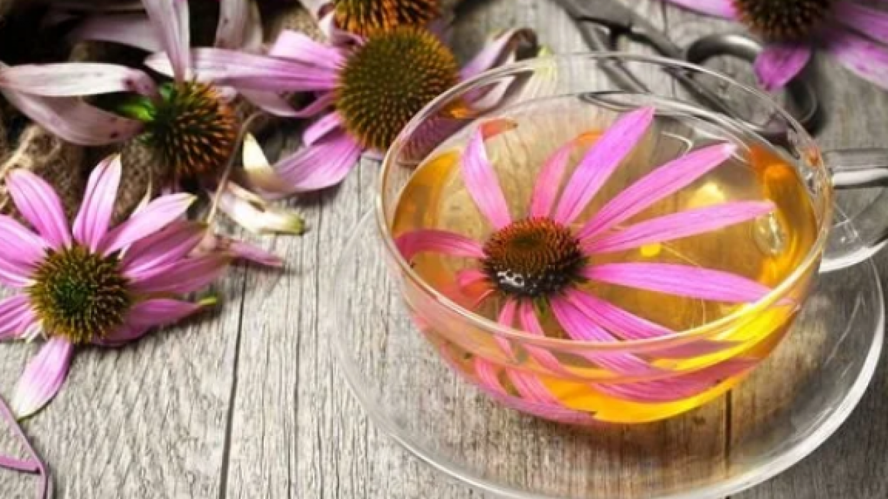 Foto - Ekinezya çayı çok fazla bilinmese de bu çay boğaz tahrişine limonlu çok ama çok iyi olur! 