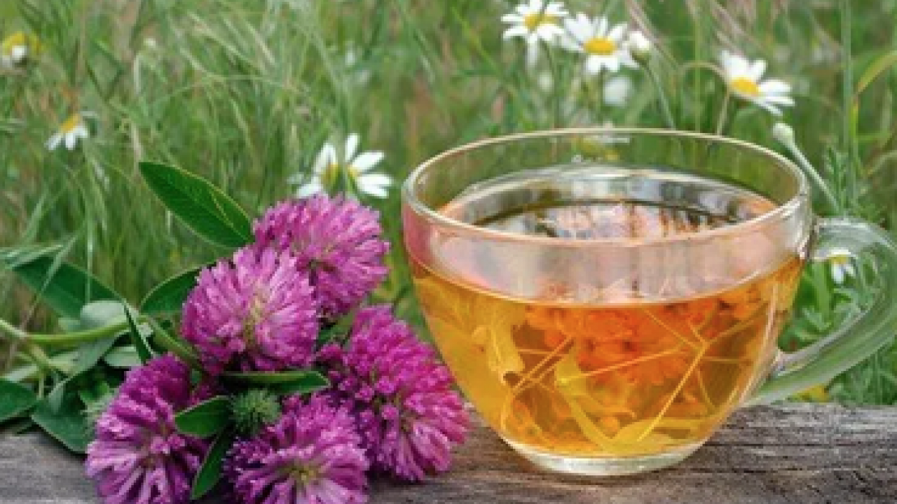 Foto - Ekinezya çayı çok fazla bilinmese de bu çay boğaz tahrişine limonlu çok ama çok iyi olur! 