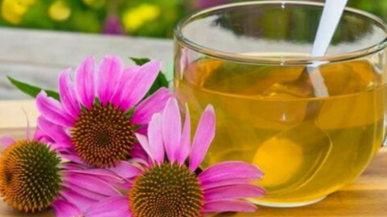 Foto - Ekinezya çayı çok fazla bilinmese de bu çay boğaz tahrişine limonlu çok ama çok iyi olur! 