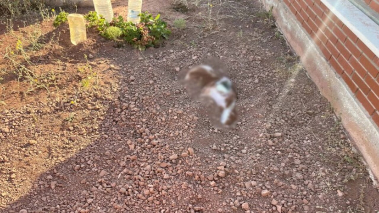 Ekipler alarma geçti! Mezarlıkta tüyler ürperten olay