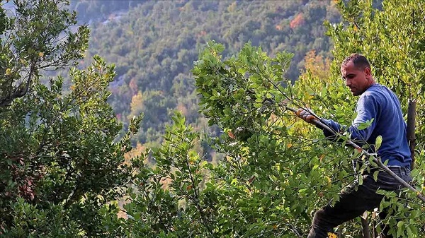 Foto - Eklem ağrılarını bıçak gibi kesiyor! 1 bardağı her derde deva