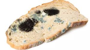 Foto - Ekmeğin küflenmesi nasıl önlenir? Meğer çözümü buymuş: Ekmeğin bayatlayıp küflenmesini önlemenin yolları