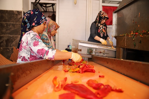 Foto - Ekmek paralarını acıdan çıkarıyorlar