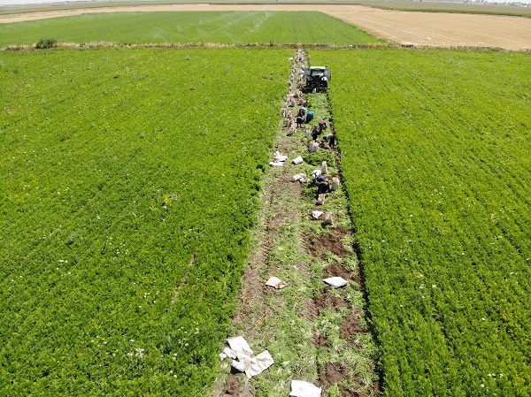 Foto - Ekmek parası için 40 derece mücadele