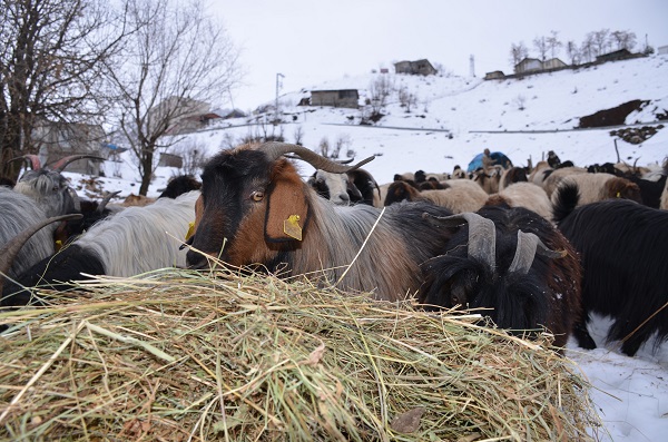 Foto - Ekmek parası için yazın ayrı kışın ayrı mücadele ediyorlar