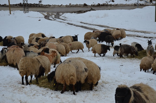 Foto - Ekmek parası için yazın ayrı kışın ayrı mücadele ediyorlar