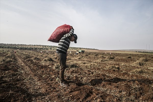Foto - Ekmeklerini topraktan çıkarıyorlar