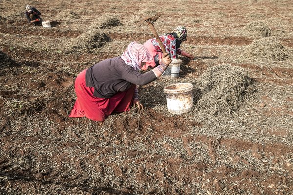Foto - Ekmeklerini topraktan çıkarıyorlar