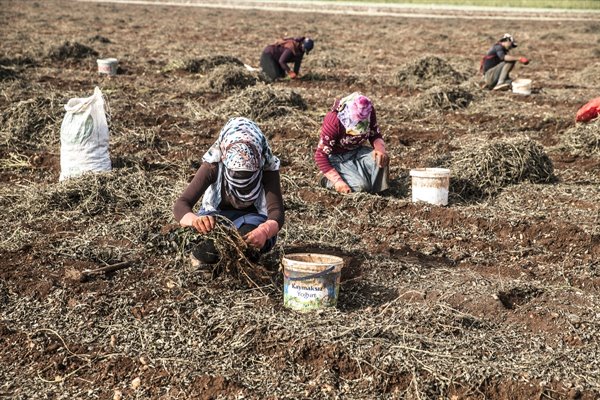 Foto - Ekmeklerini topraktan çıkarıyorlar