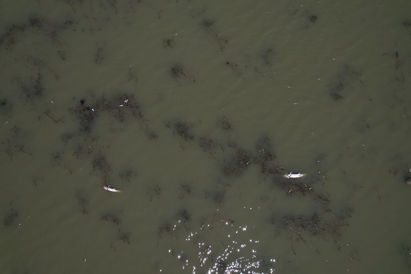 Foto - Ekolojik felaket! Göletteki tüm balıklar öldü