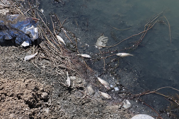 Foto - Ekolojik felaket! Göletteki tüm balıklar öldü