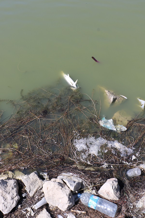 Foto - Ekolojik felaket! Göletteki tüm balıklar öldü