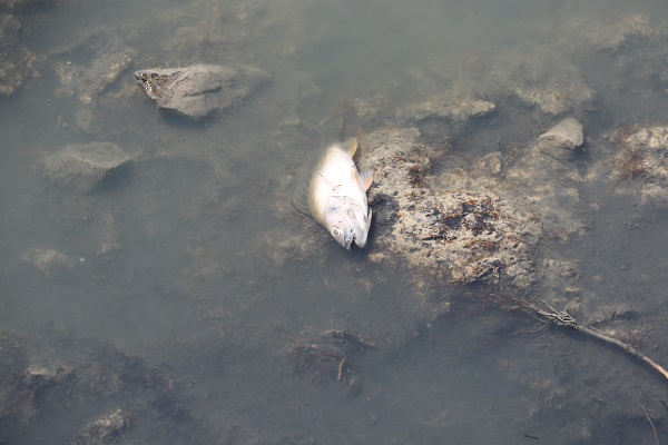 Foto - Ekolojik felaket! Göletteki tüm balıklar öldü