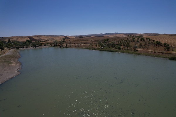 Foto - Ekolojik felaket! Göletteki tüm balıklar öldü