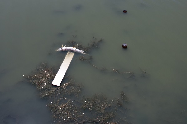 Foto - Ekolojik felaket! Göletteki tüm balıklar öldü