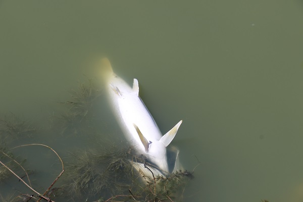 Foto - Ekolojik felaket! Göletteki tüm balıklar öldü