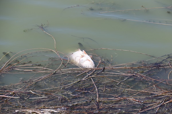 Foto - Ekolojik felaket! Göletteki tüm balıklar öldü
