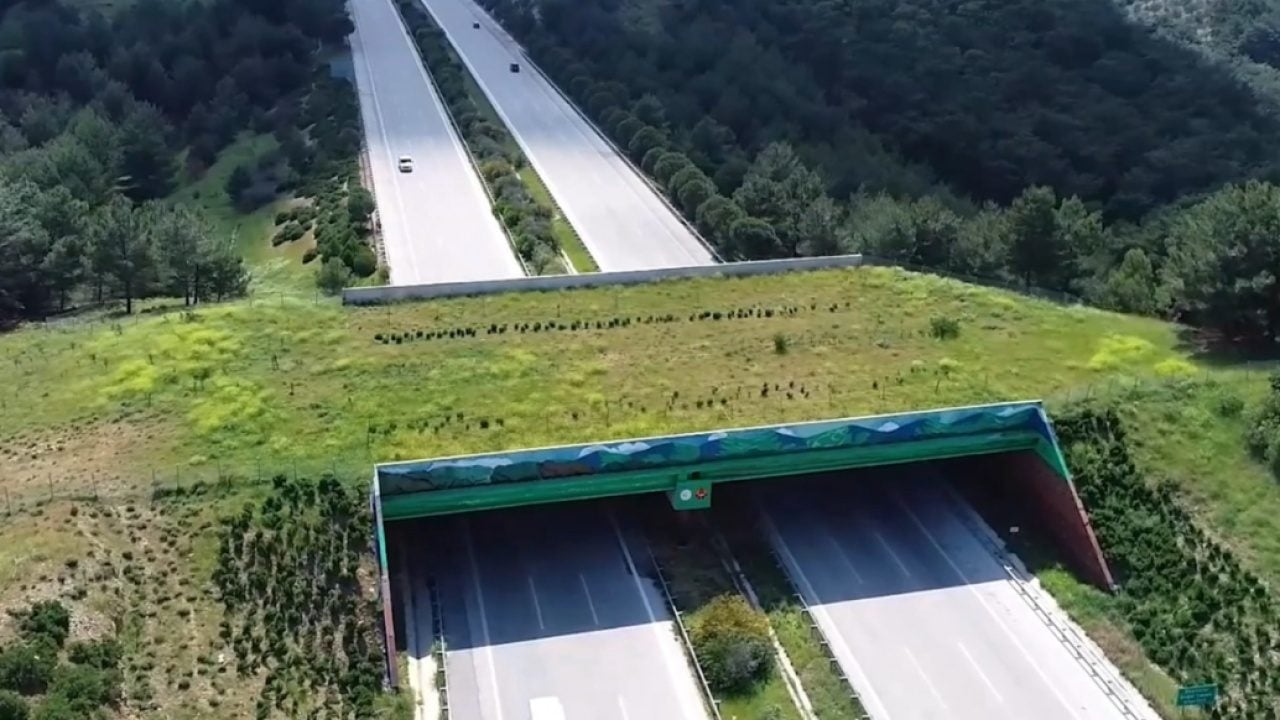 Foto - Ekolojik köprülerden müthiş görüntüler! 21 tane yapıldı!