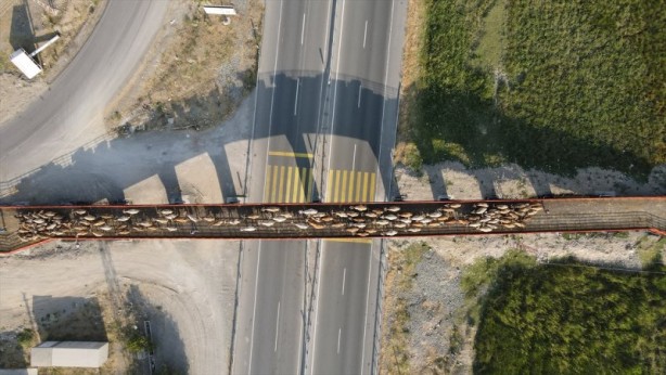 Foto - Ekolojik Üst Geçit hayvanları koruyor