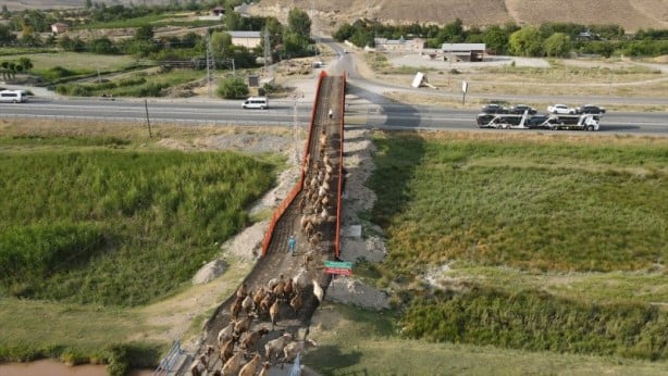 Foto - Ekolojik Üst Geçit hayvanları koruyor