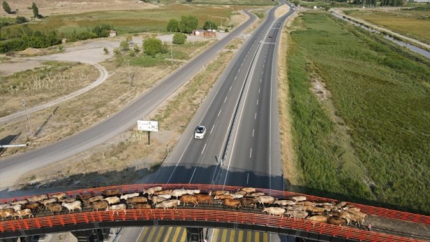 Foto - Ekolojik Üst Geçit hayvanları koruyor