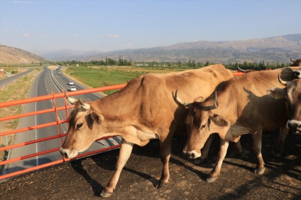 Foto - Ekolojik Üst Geçit hayvanları koruyor