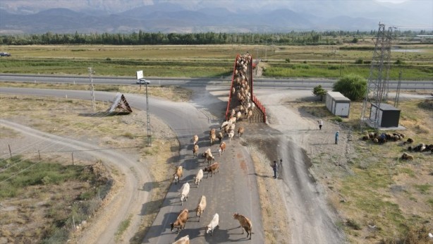 Foto - Ekolojik Üst Geçit hayvanları koruyor