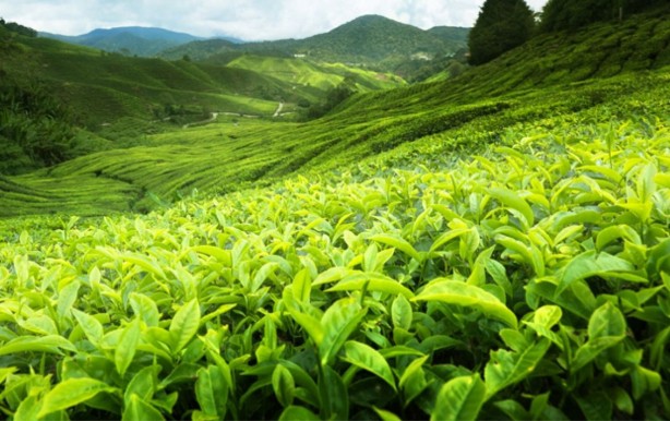 Foto - Ekonomik kriz içinden çıkılmaz bir hal aldı! Şaka değil gerçek: Alınan tonlarca petrolün parası çayla ödendi