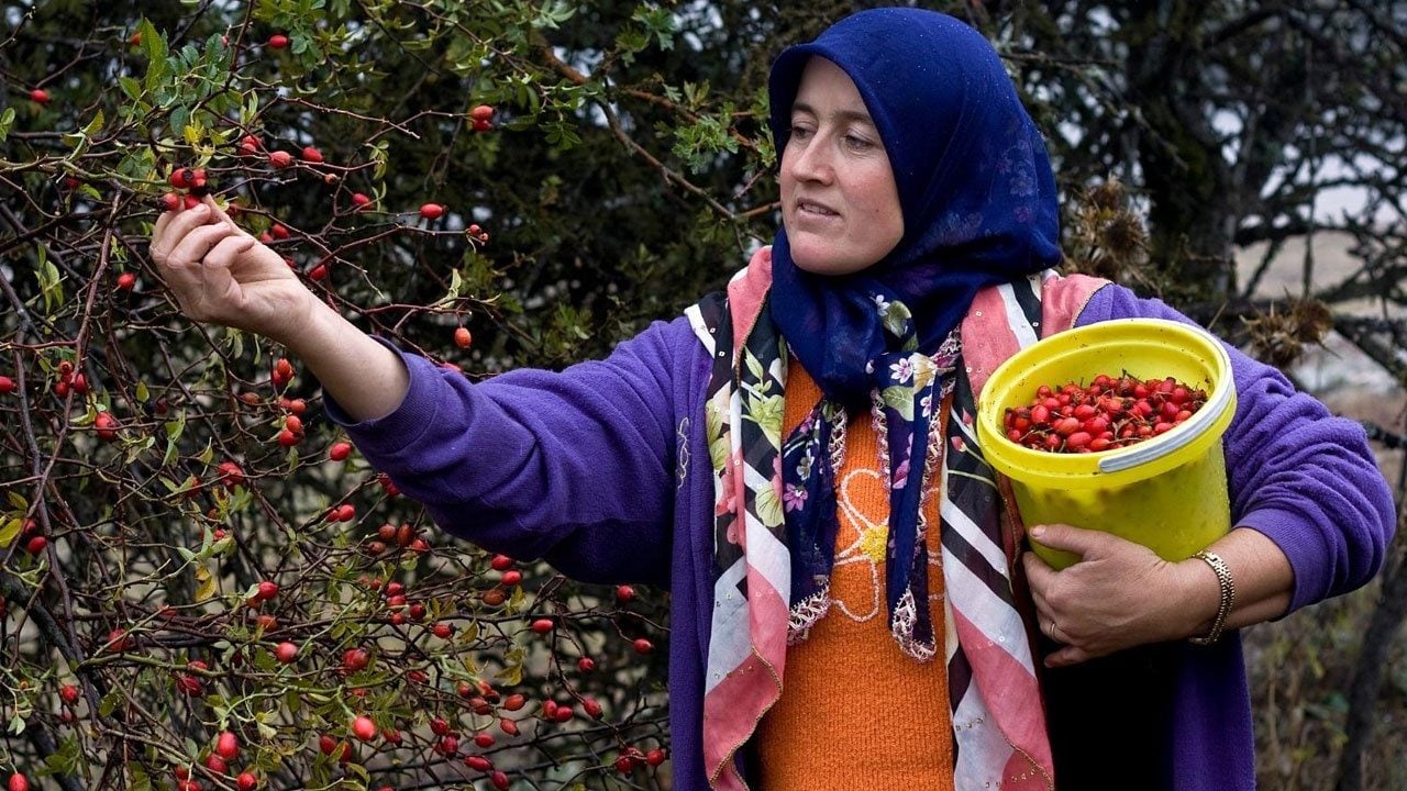 Foto - Ekonomiye katkısı 225 milyon TL’yi buldu! Ormanların gizli serveti ortaya çıktı