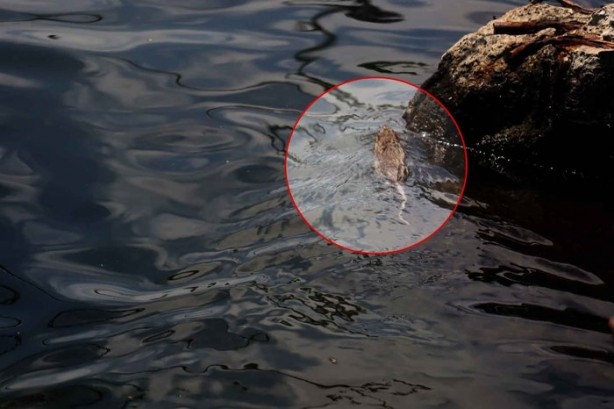 Foto - Ekrem İmamoğlu geldi böyle oldu! Haliç'te rezalet ötesi görüntüler