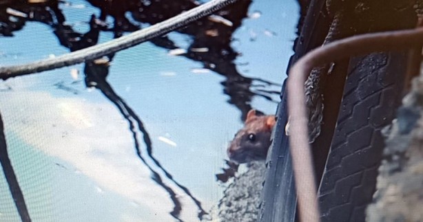 Foto - Ekrem İmamoğlu geldi böyle oldu! Haliç'te rezalet ötesi görüntüler