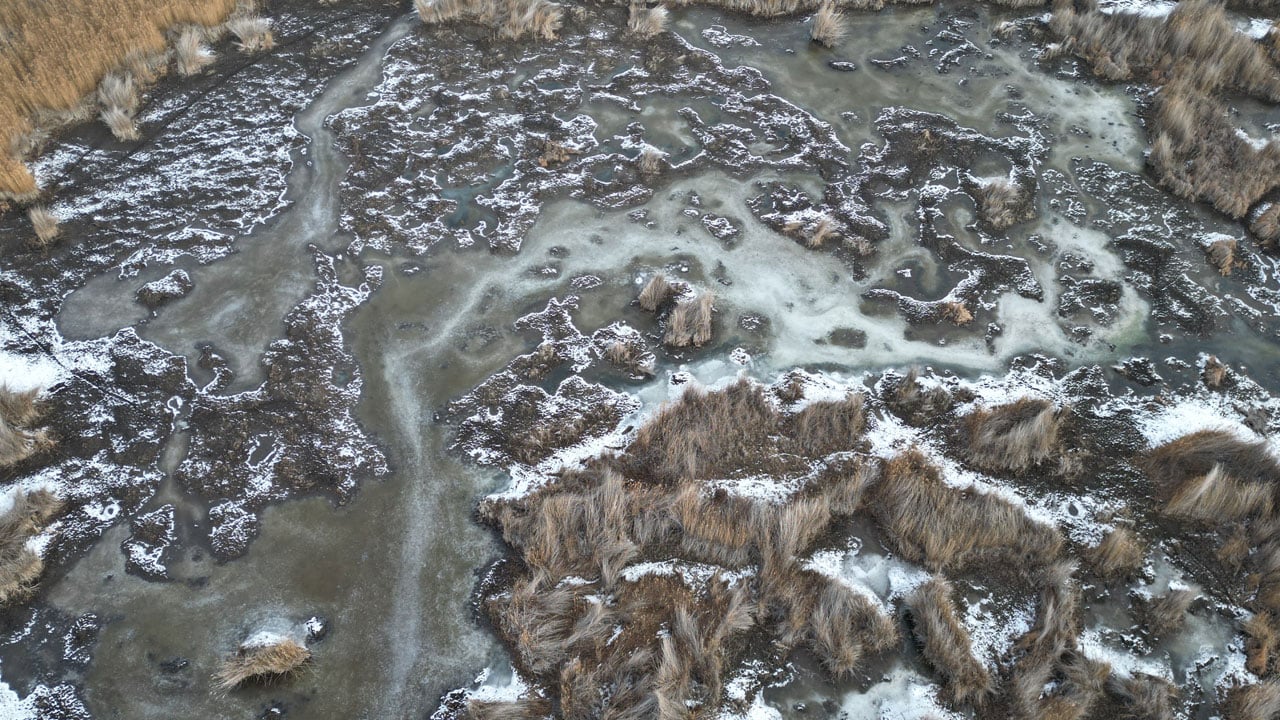 Eksi 15’i gördü, sazlık dondu! Sultan Sazlığı kışa teslim oldu