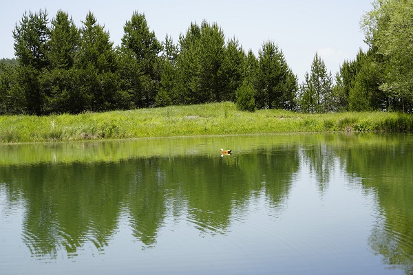 Foto - El değmemiş doğa: Limni Gölü