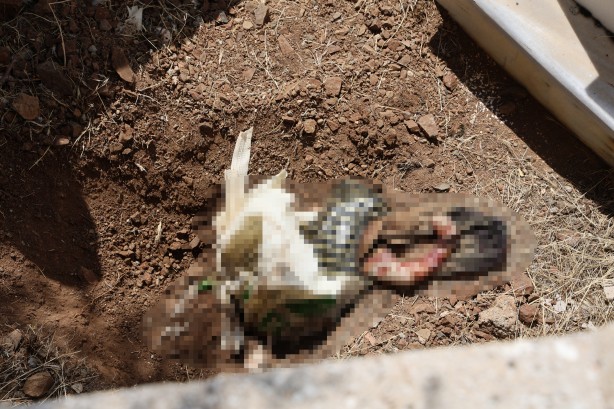 Foto - Elazığ'da kan donduran olay