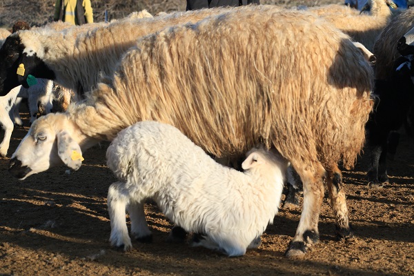 Foto - Elazığ'da kuzular anneleriyle buluştu! 