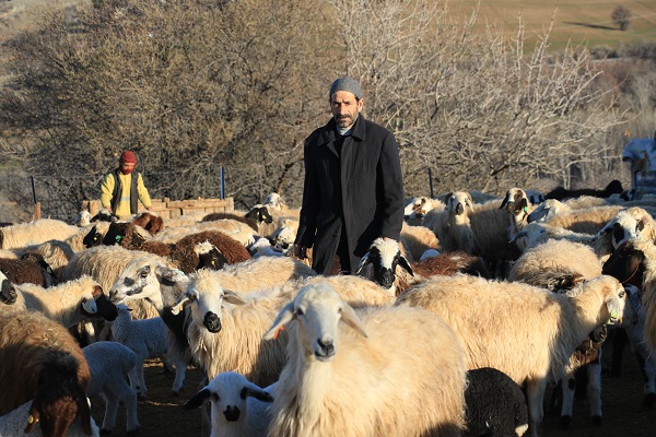 Foto - Elazığ'da kuzular anneleriyle buluştu! 