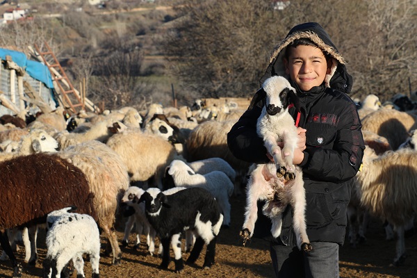 Foto - Elazığ'da kuzular anneleriyle buluştu! 