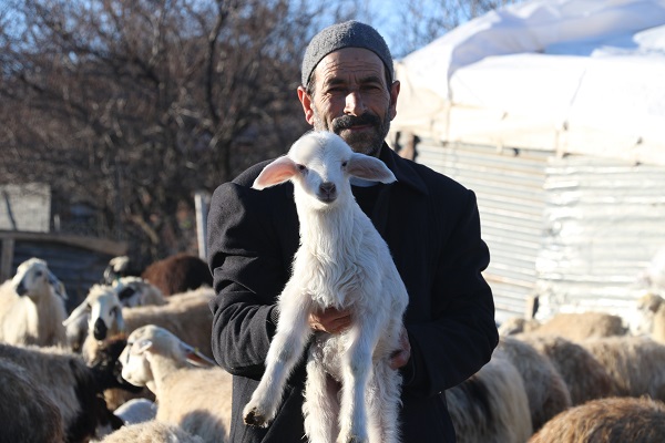 Foto - Elazığ'da kuzular anneleriyle buluştu! 
