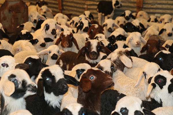 Foto - Elazığ'da kuzular anneleriyle buluştu! 