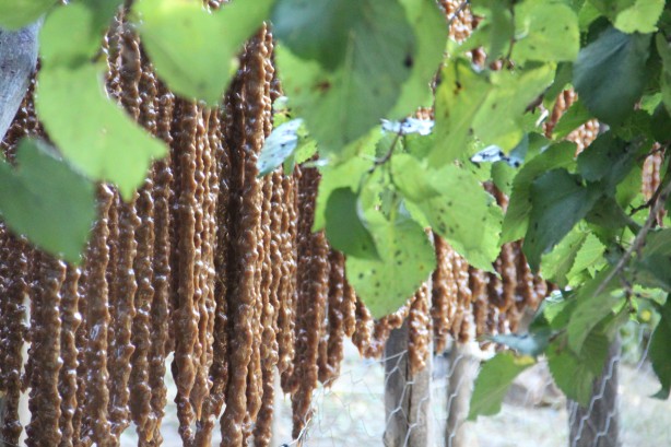 Elazığ'da üretiliyor! Hollanda, Almanya ve ABD ısrarla istiyor