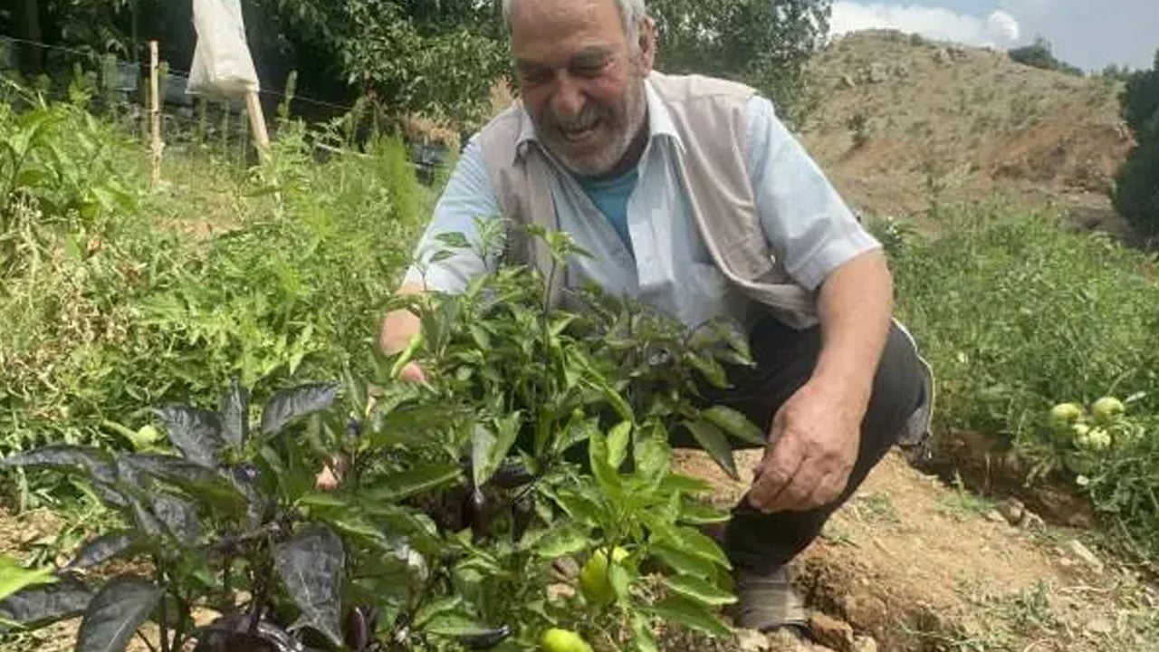 Elazığ’da emekli korucu yetiştiriyor! Mor biberin görüntüsü bile görenleri hayrete düşürüyor
