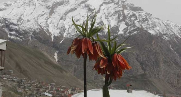 Foto - Elazığ'da keşfedildi, hemen yurt dışına kaçırılmaya başlandı! Bilim insanları peş peşe uyardı