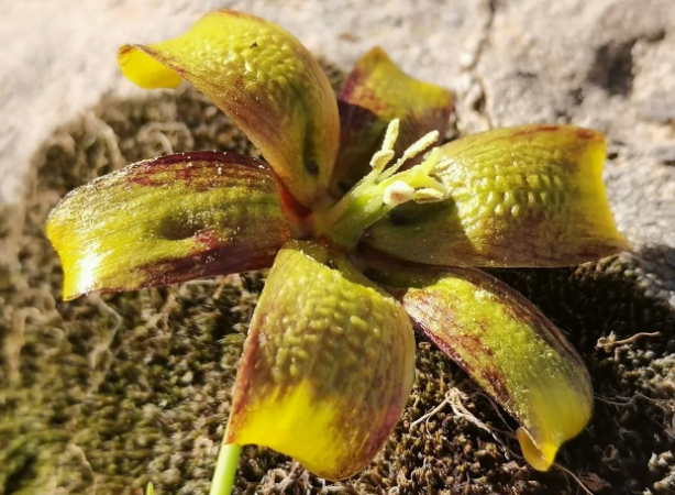Foto - Elazığ'da keşfedildi, hemen yurt dışına kaçırılmaya başlandı! Bilim insanları peş peşe uyardı